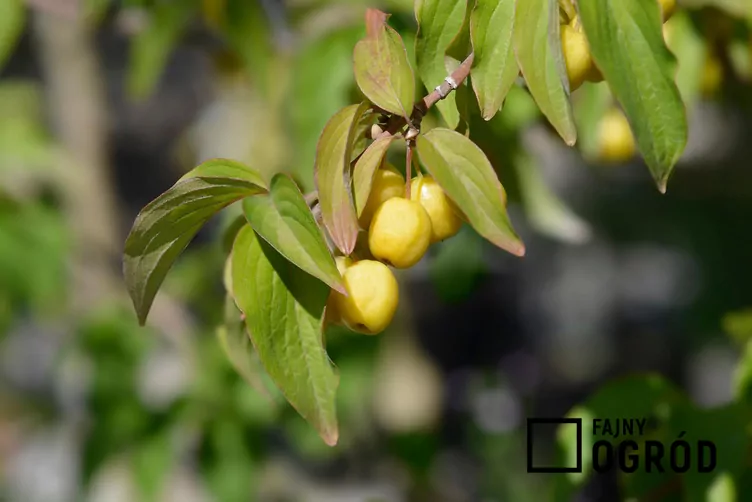 Dereń jadalny 'Jantarnyj'