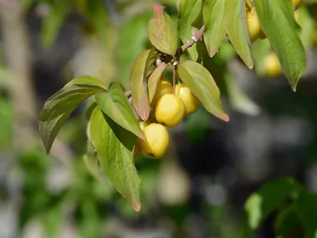 Ilustracja rośliny dereń jadalny 'jantarnyj'