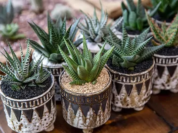 Haworsja wąskolistna - zdjęcie 2