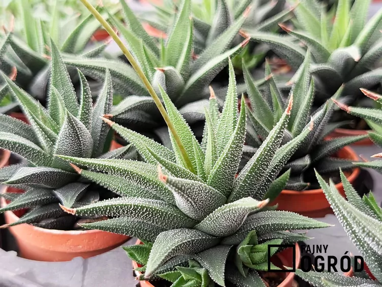 Aloesna wąskolistna Aloesna wąskolistna