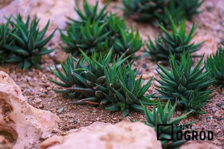 Haworsja wąskolistna Haworsja wąskolistna