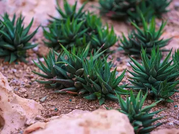 Haworsja wąskolistna - zdjęcie 4