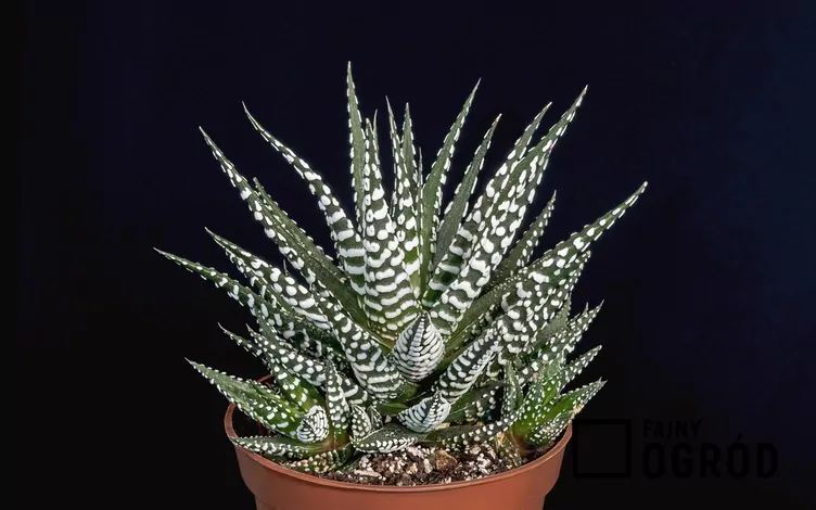 Haworsja wąskolistna