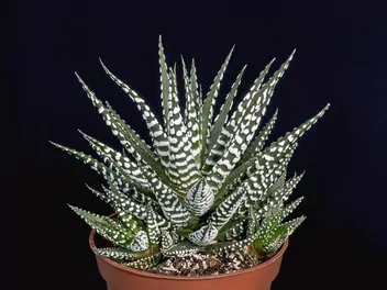 Ilustracja rośliny haworsja wąskolistna