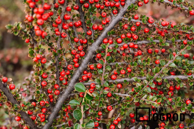 Irga szwedzka 'Coral Beauty'