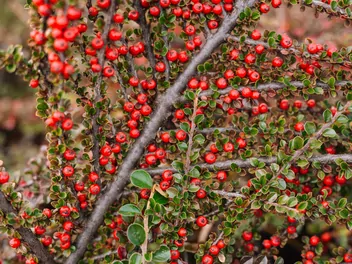 Irga szwedzka 'Coral Beauty' - zdjęcie 2
