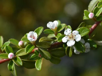 Irga szwedzka 'Coral Beauty' - zdjęcie 3