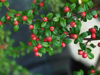 Irga szwedzka 'Coral Beauty' - zdjęcie 4