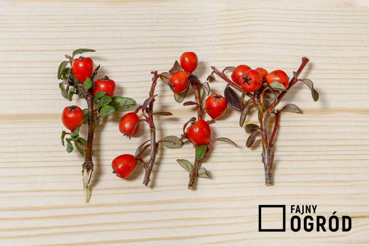 Irga szwedzka 'Coral Beauty' - zdjęcie 5