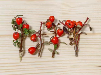 Irga szwedzka 'Coral Beauty' - zdjęcie 5