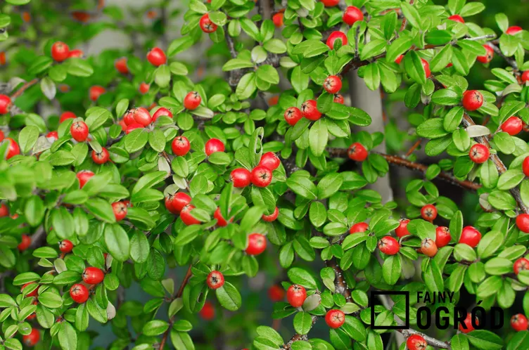 Irga szwedzka 'Coral Beauty'