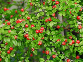Ilustracja rośliny irga szwedzka 'coral beauty'
