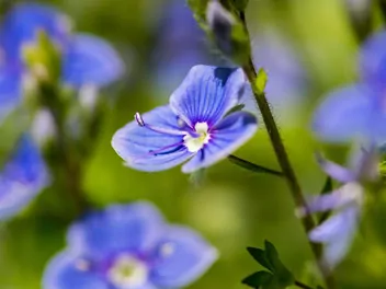 Ilustracja rośliny przetacznik bobowniczek