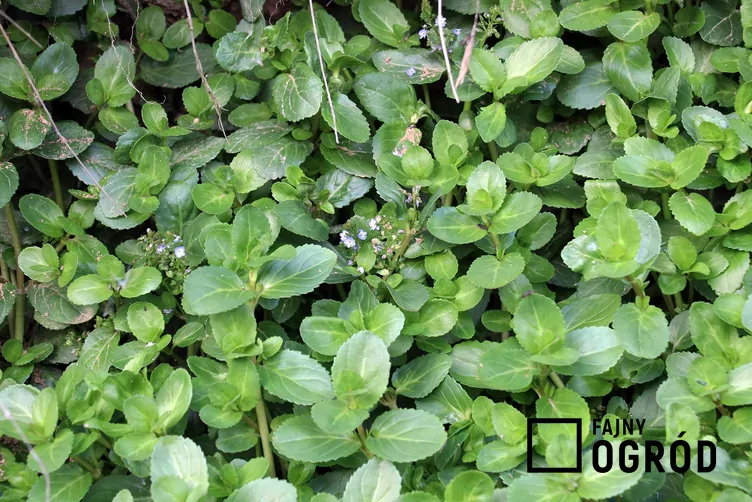 Przetacznik bobowniczek