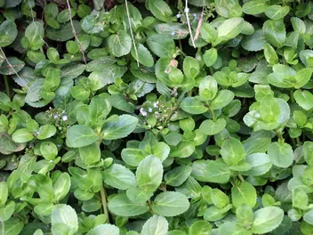 Przetacznik bobowniczek - zdjęcie 2