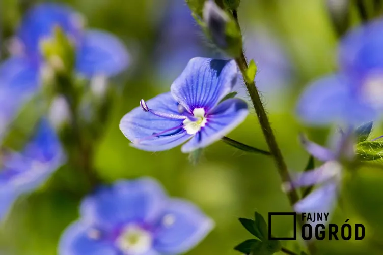 Przetacznik bobowniczek