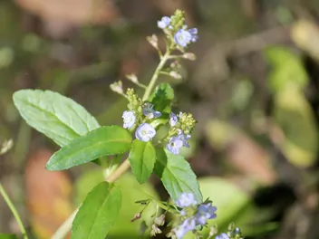 Przetacznik bobowniczek - zdjęcie 4
