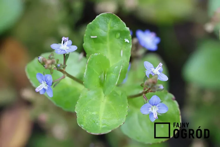 Przetacznik bobowniczek - zdjęcie 5