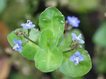 Przetacznik bobowniczek - zdjęcie 5