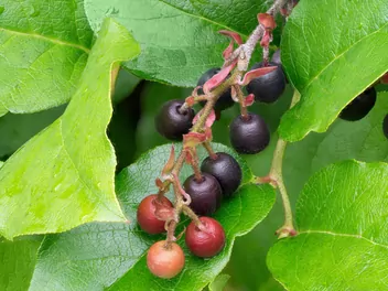 Golteria szallon - zdjęcie 2