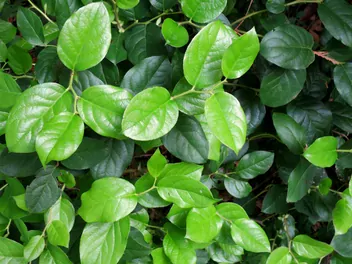 Golteria szallon - zdjęcie 3