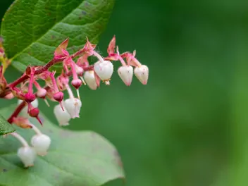 Golteria szallon - zdjęcie 4