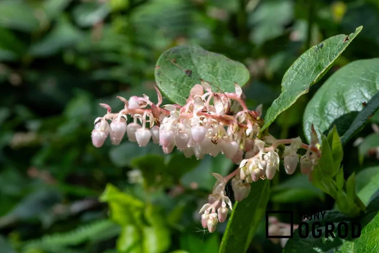 Golteria szallon - zdjęcie 5