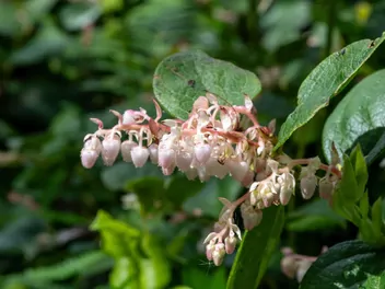 Golteria szallon - zdjęcie 5