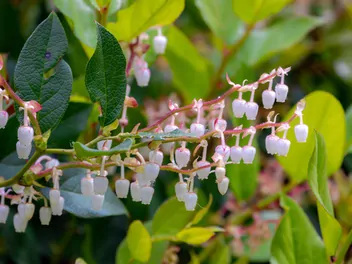 Ilustracja rośliny golteria szallon