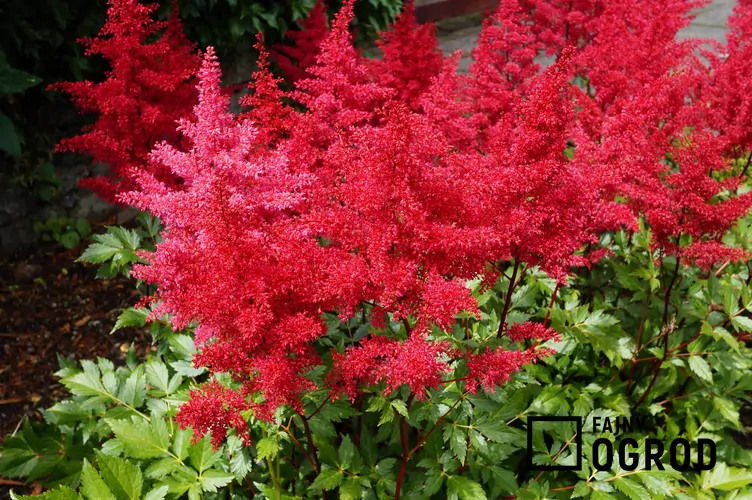 Tawułka japońska 'Red Sentinel'