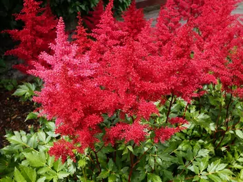 Ilustracja rośliny tawułka japońska 'red sentinel'