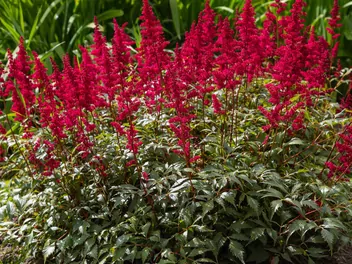 Tawułka japońska 'Red Sentinel' - zdjęcie 2