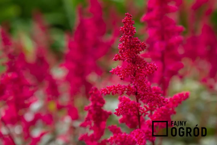 Tawułka japońska 'Red Sentinel'