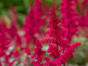 Tawułka japońska 'Red Sentinel' - zdjęcie 3