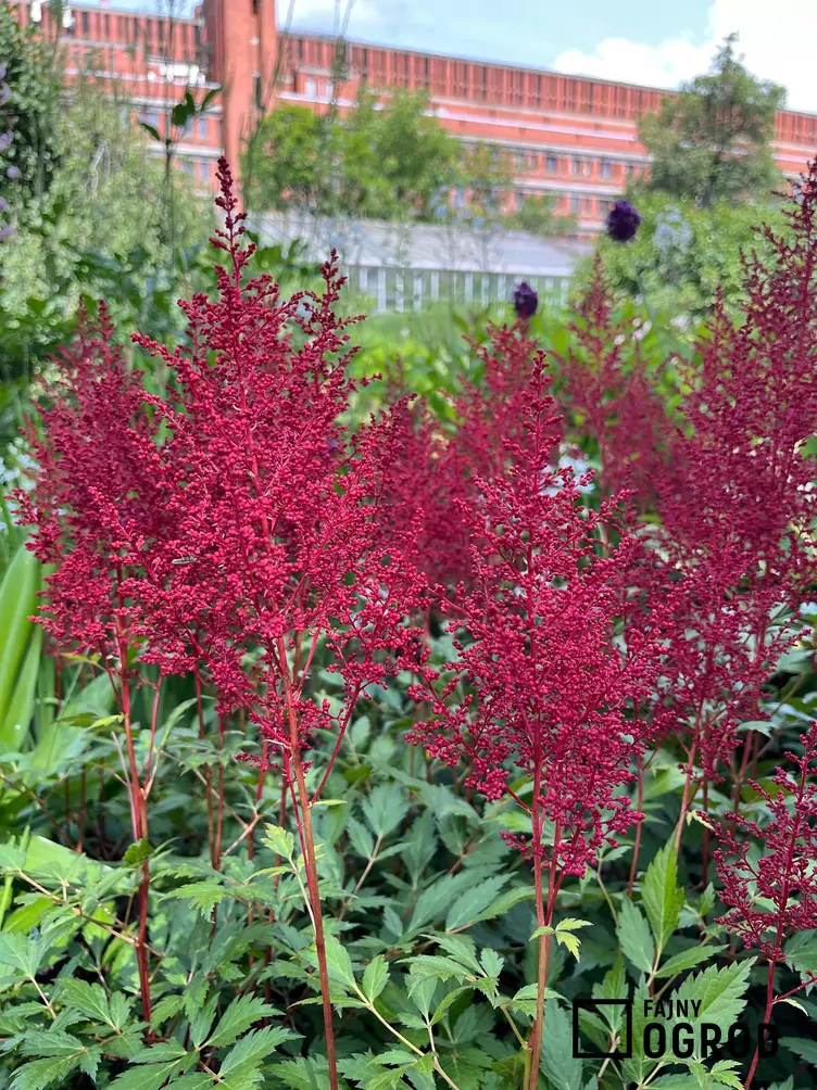 Tawułka japońska 'Red Sentinel'