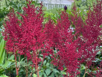 Tawułka japońska 'Red Sentinel' - zdjęcie 4