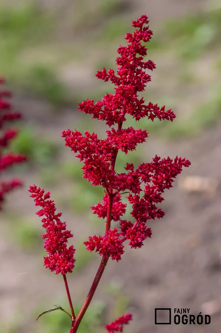 Tawułka japońska 'Red Sentinel' - zdjęcie 5