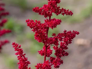 Tawułka japońska 'Red Sentinel' - zdjęcie 5