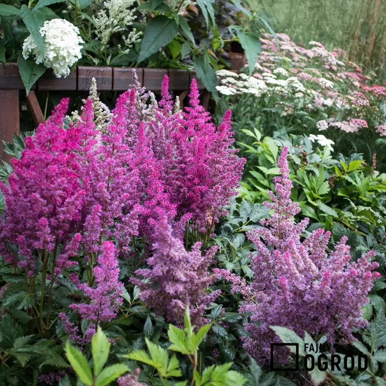 Tawułka Arendsa 'Gloria Purpurea'