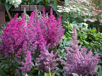 Tawułka Arendsa 'Gloria Purpurea' - zdjęcie 3