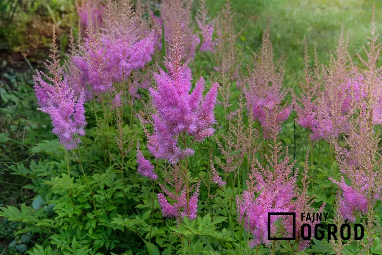 Tawułka Arendsa 'Gloria Purpurea'