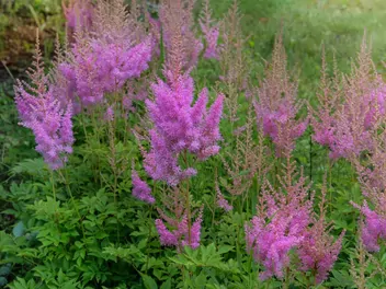 Tawułka Arendsa 'Gloria Purpurea' - zdjęcie 4