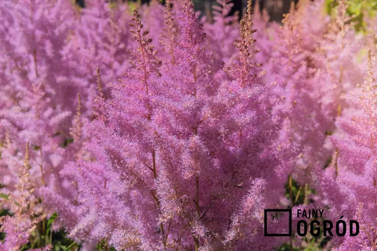 Tawułka Arendsa 'Gloria Purpurea' - zdjęcie 5