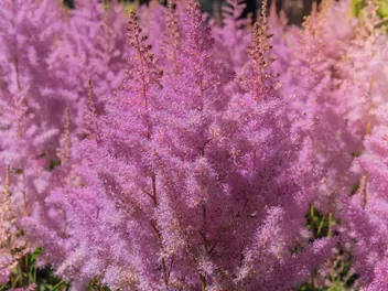Tawułka Arendsa 'Gloria Purpurea' - zdjęcie 5