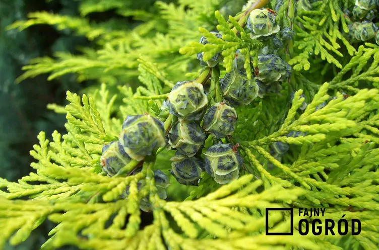 Cyprysik żywotnikowaty 'Andeleyensis'