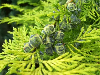 Cyprysik żywotnikowaty 'Andeleyensis' - zdjęcie 2