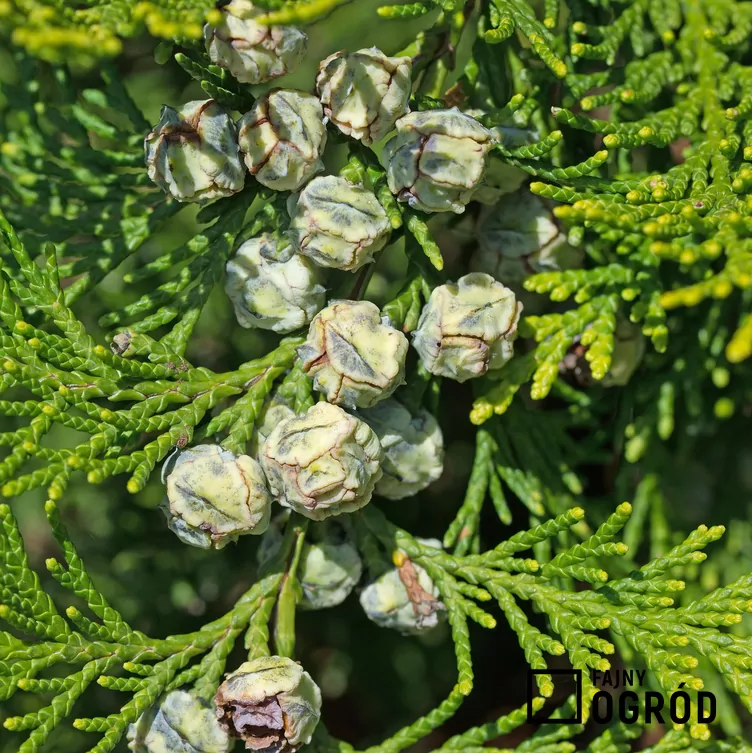 Cyprysik żywotnikowaty 'Andeleyensis'