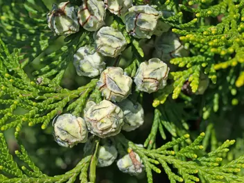 Cyprysik żywotnikowaty 'Andeleyensis' - zdjęcie 3