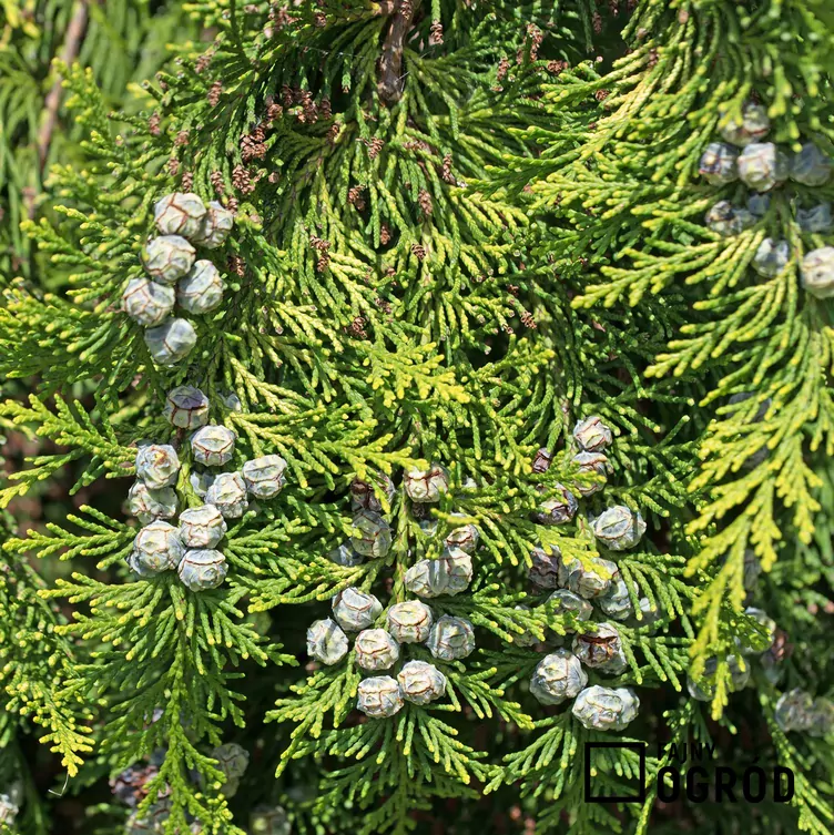 Cyprysik żywotnikowaty 'Andeleyensis'