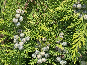 Ilustracja rośliny cyprysik żywotnikowaty 'andeleyensis'